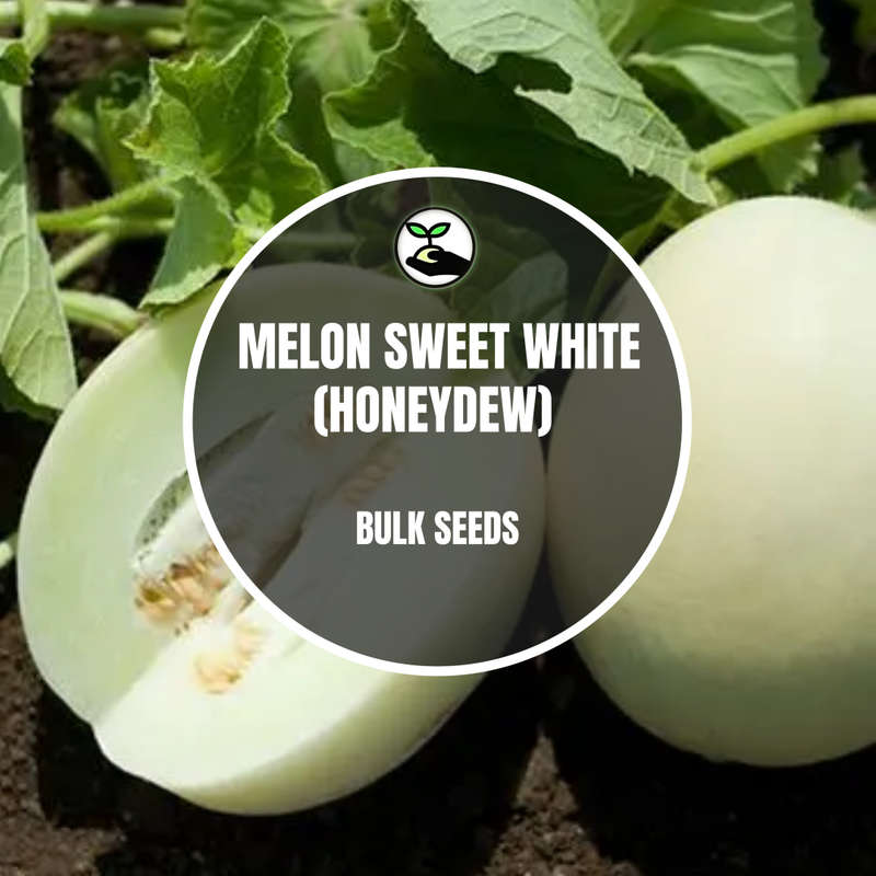 Melon Sweet White (Honeydew) - Bulk Deals *