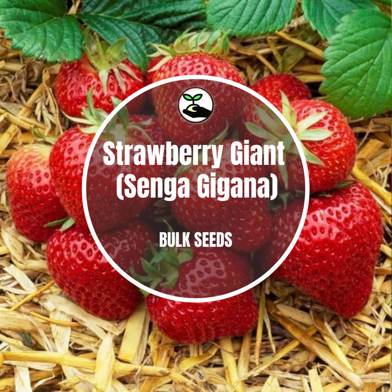 Strawberry Giant (Senga Gigana) - Bulk Deals