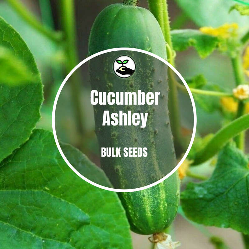 Cucumber Ashley - Bulk Deals