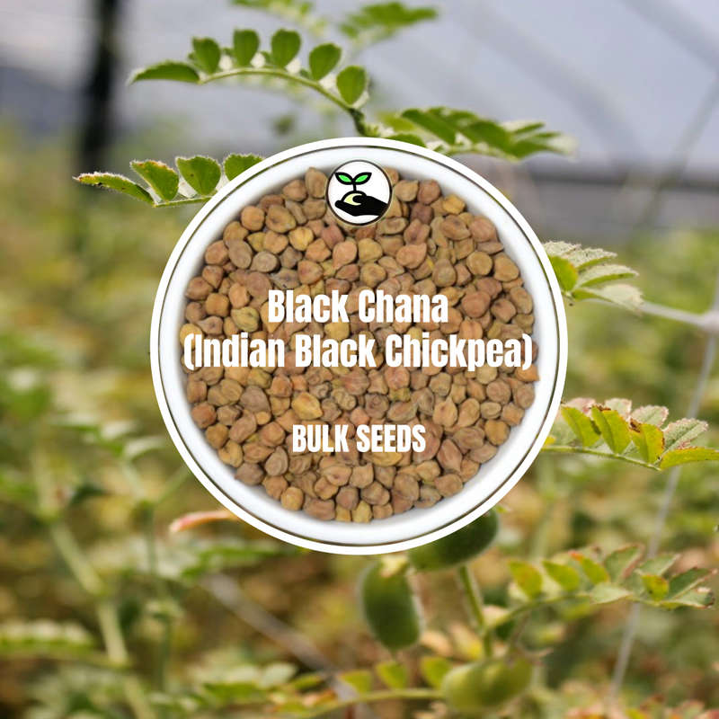 Black Chana (Indian Black Chickpea) - Bulk Deals