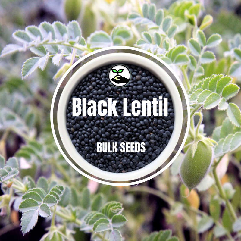 Black Lentil - Bulk Deals