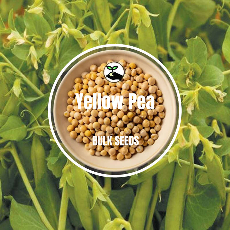 Yellow Pea Seeds - Bulk Deals