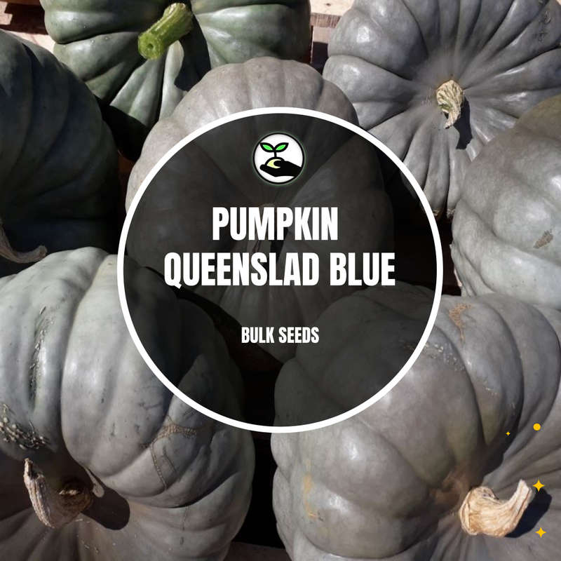 Pumpkin Queensland Blue - Bulk Deals *