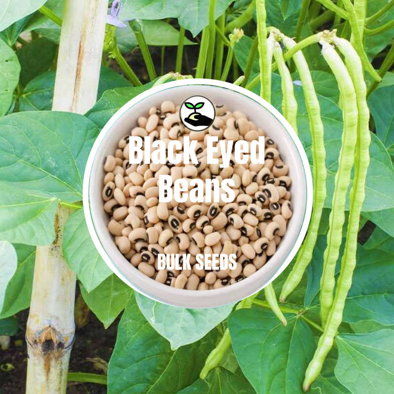Black Eyed Beans - Bulk Deals