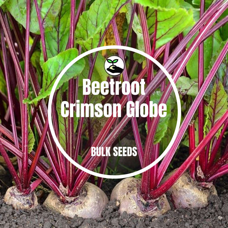 Beetroot Crimson Globe - Bulk Deals