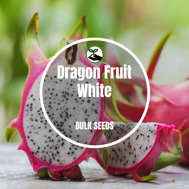 Dragon Fruit White - Bulk Deals
