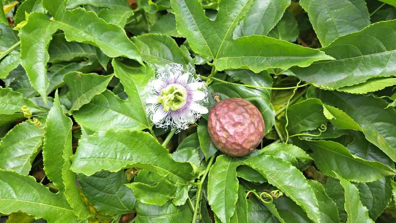 Passion Fruit Purple (Granadilla) - Bulk Deals