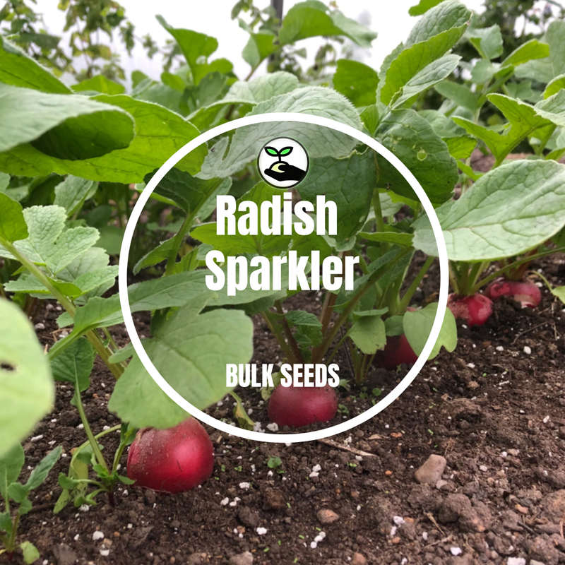 Radish Sparkler - Bulk Deals