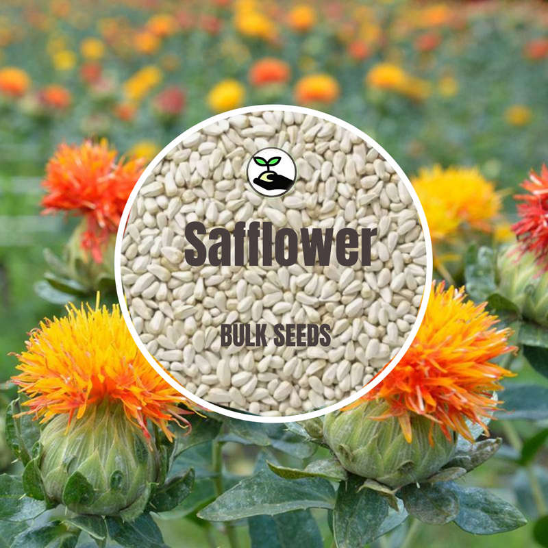 Safflower - Bulk Deals