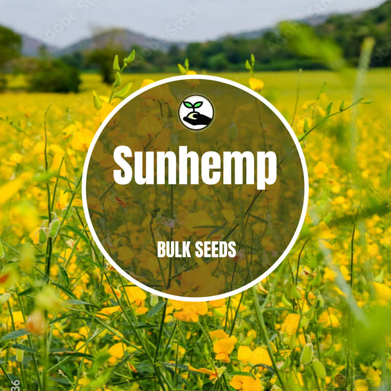 Sunhemp -Bulk Deals