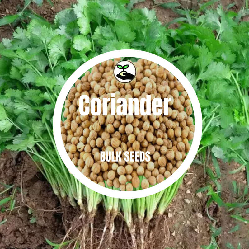Coriander - Bulk Deals