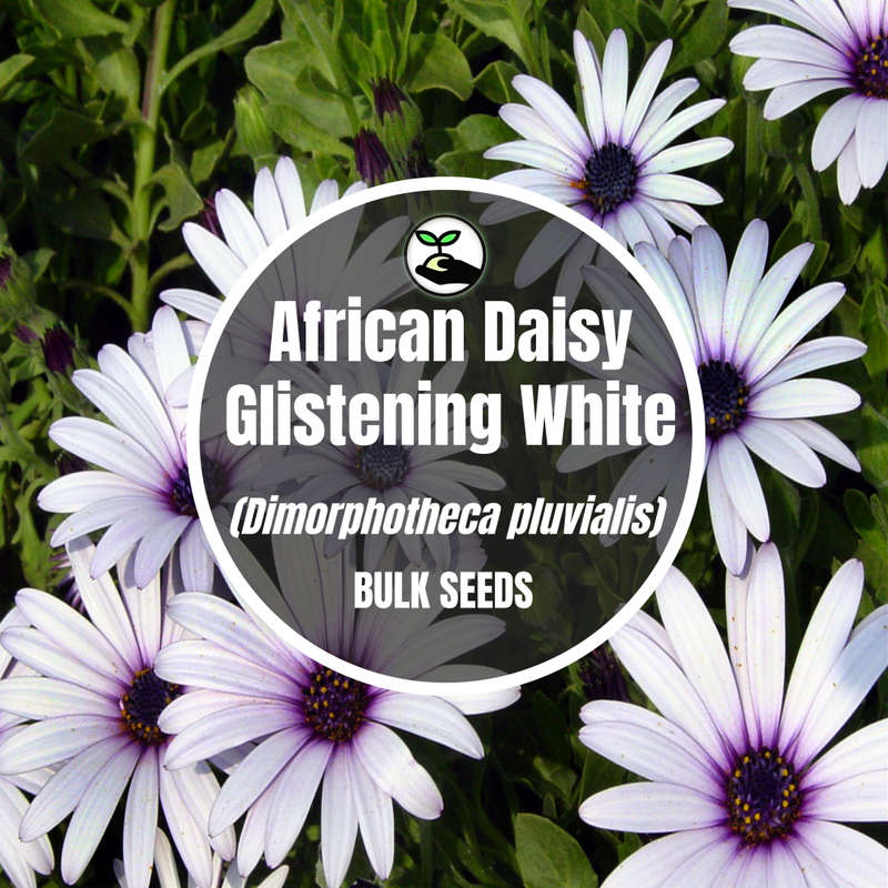 African Daisy Glistening White - Bulk Deals