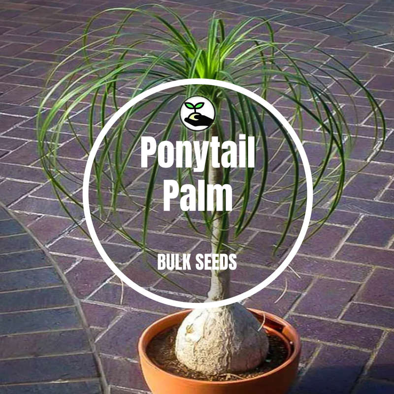 Ponytail Palm - Bulk Deals