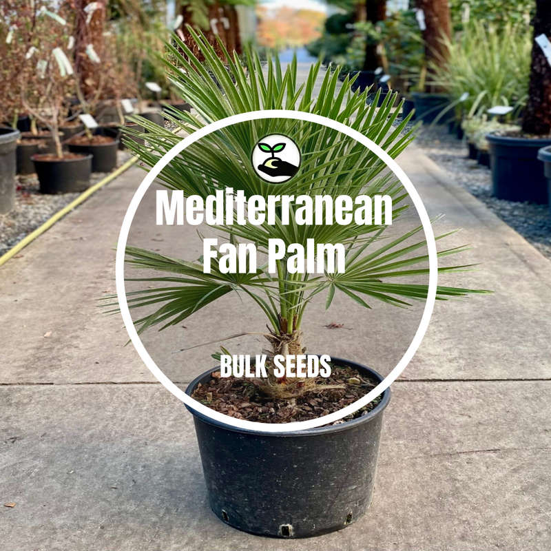 Mediterranean Fan Palm - Bulk Deals