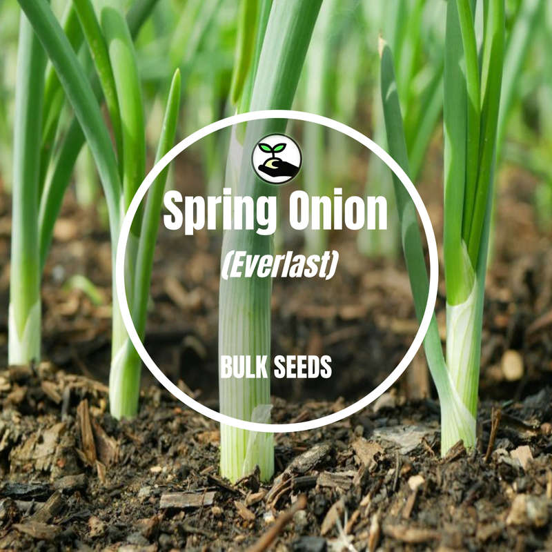 Spring Onion (Everlast) - Bulk Deals