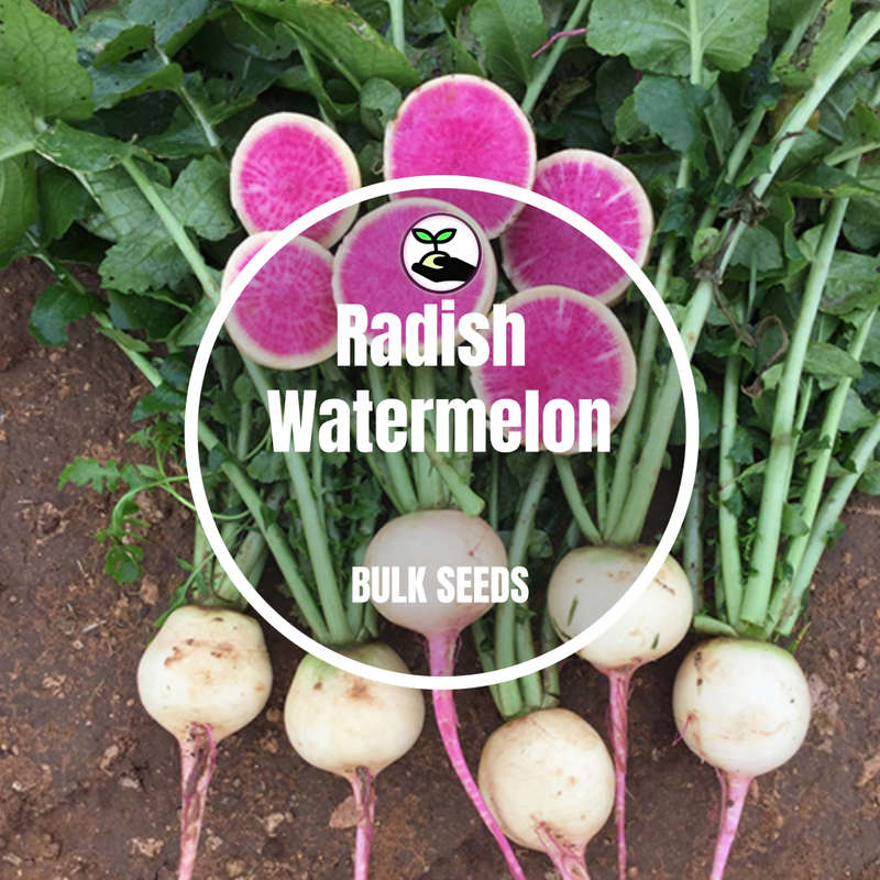Radish Watermelon - Bulk Deals