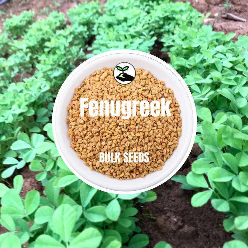 Fenugreek - Bulk