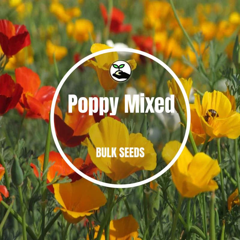 Poppy Mixed - Bulk Seeds