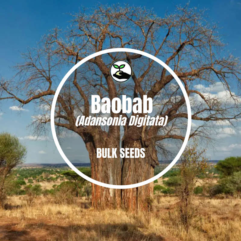 Baobab (Adansonia Digitata) - Bulk Deals