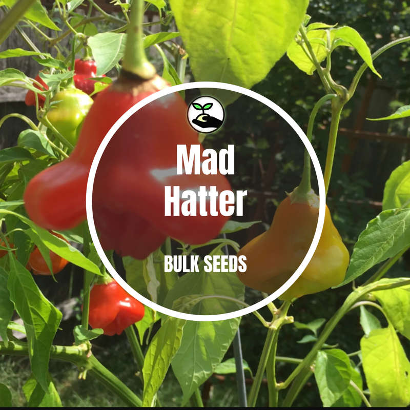 Mad Hatter - Bulk Deals
