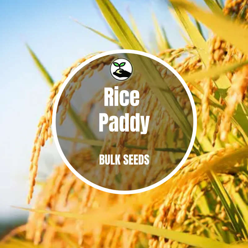 Rice Paddy Seeds - Bulk Deals