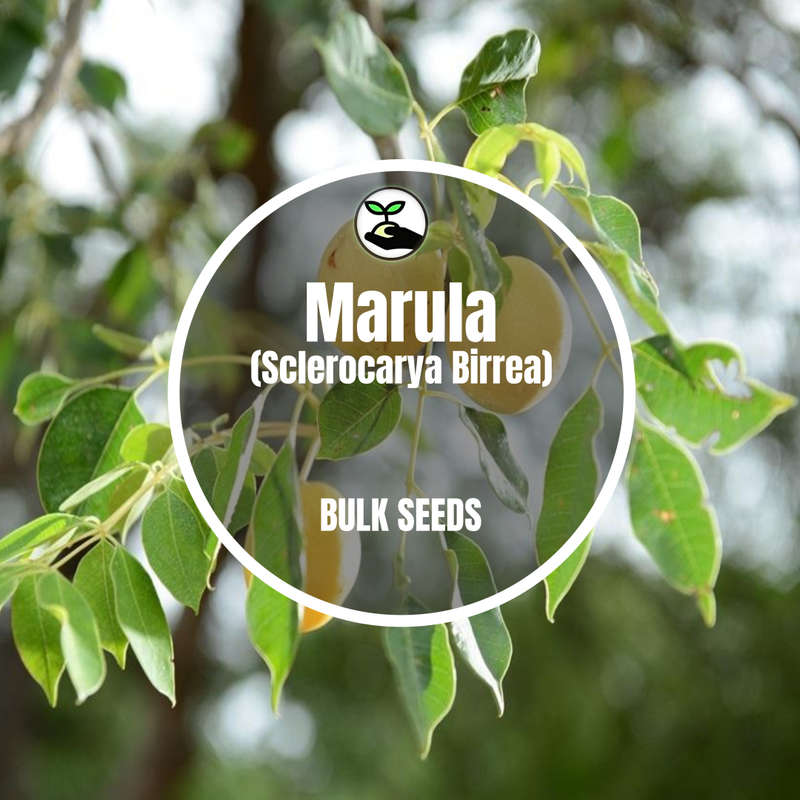 Marula (Sclerocarya Birrea) - Bulk Deals