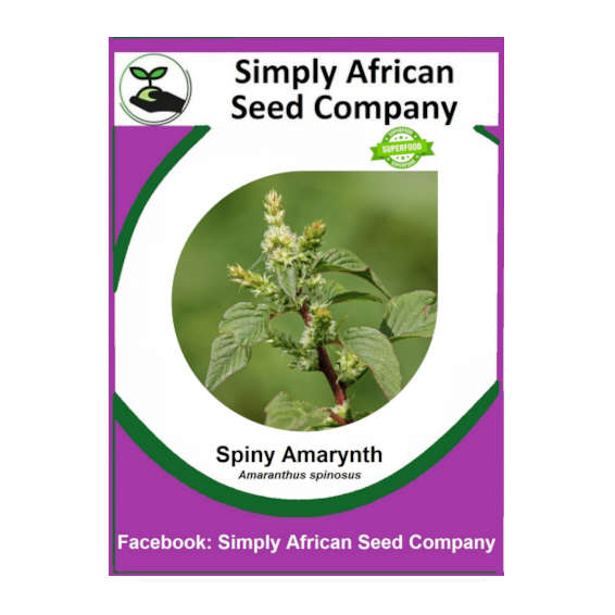 Amaranth Spiny 100's