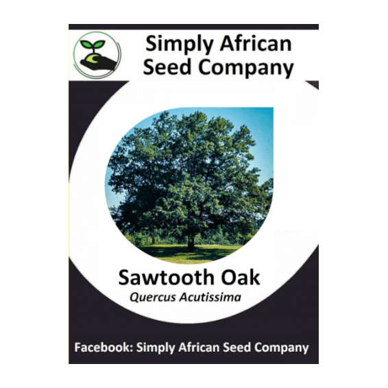 Oak Sawtooth (Quercus Acutissima) 3's