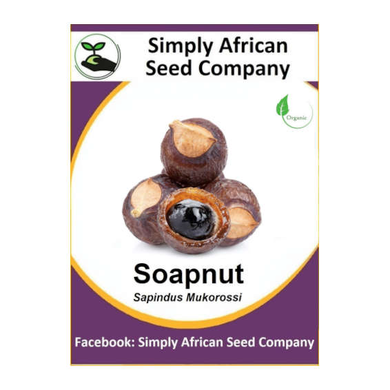 Soapnut (Sapindus Mukorossi) 2's