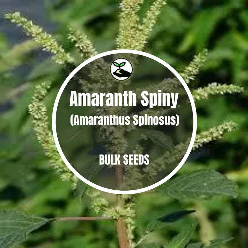Amaranth Spiny (Amaranthus Spinosus) - Bulk Deals