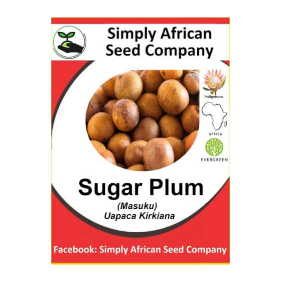 Plum Sugar Masuku (Uapaca kirkiana) 6's
