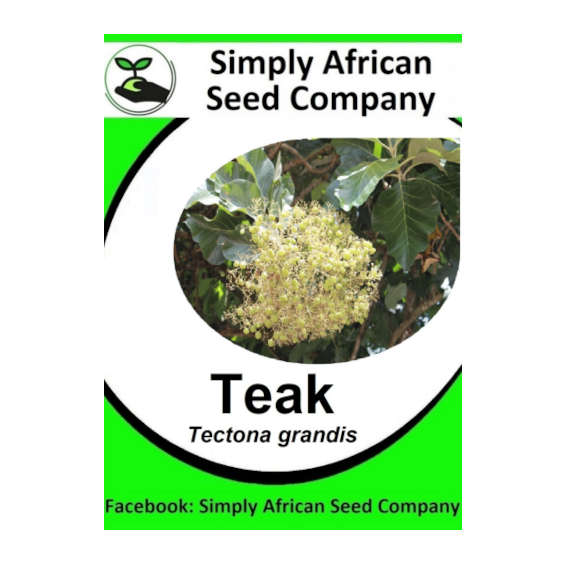 Teak (Tectona Grandis) 3's