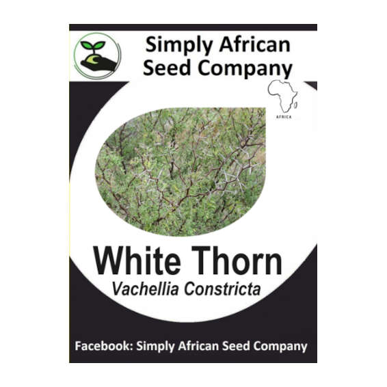 White thorn (Vachellia Constricta) 6's