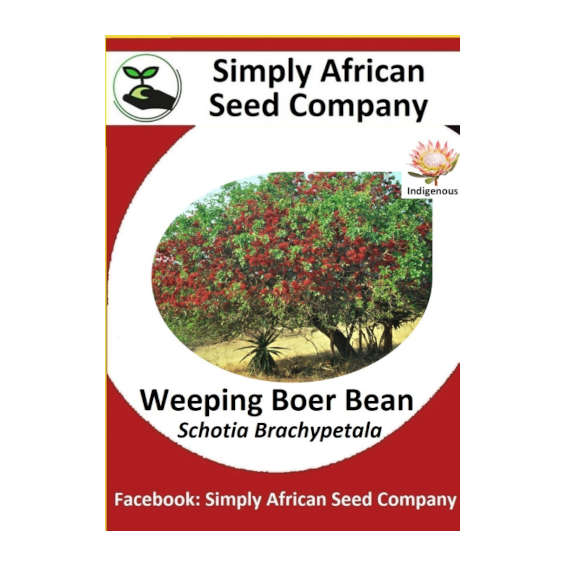 Weeping Boer Bean (Schotia Brachypetala) 6's