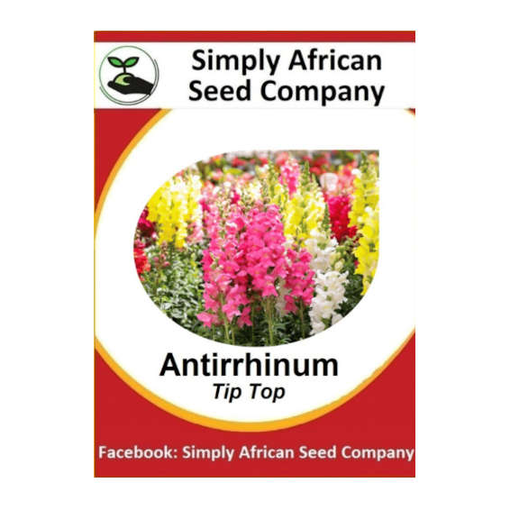 Antirrhinum Tip Top 100's