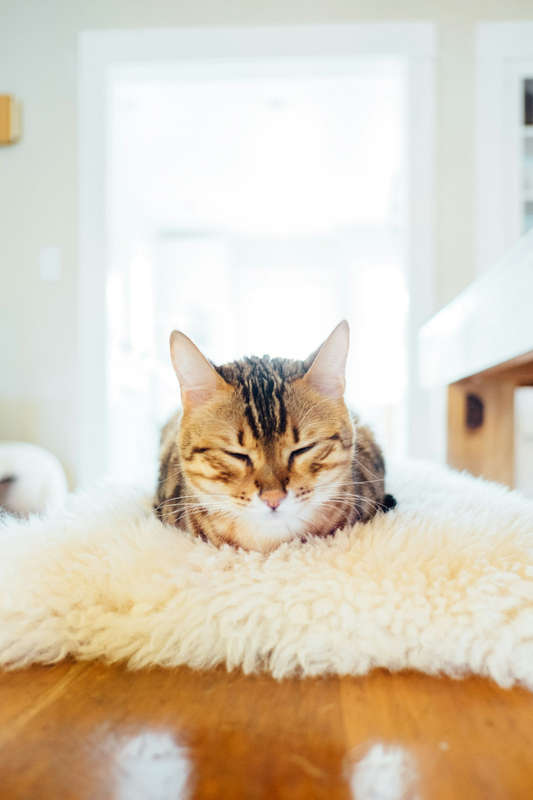 South African Merino Sheepskin for Pets