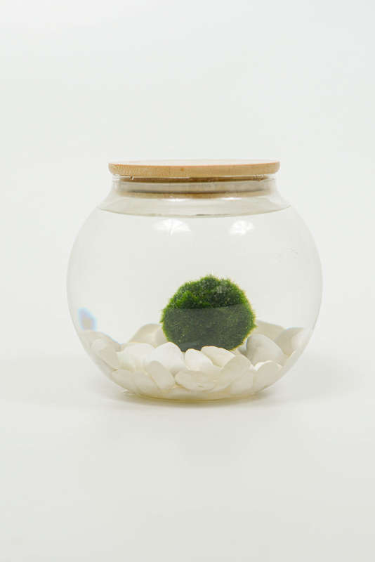 Marimo moss balls