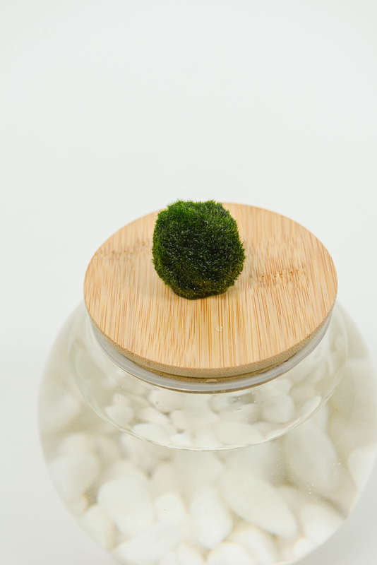 Marimo moss balls