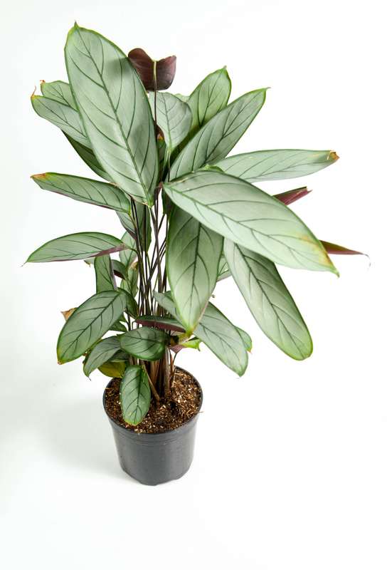 Grey Star Prayer Plant (Ctenanthe Setosa)