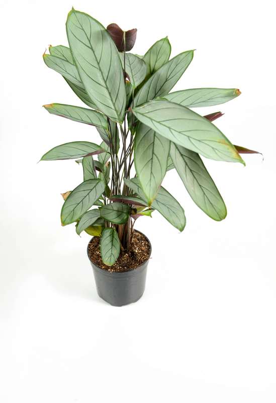 Grey Star Prayer Plant (Ctenanthe Setosa)