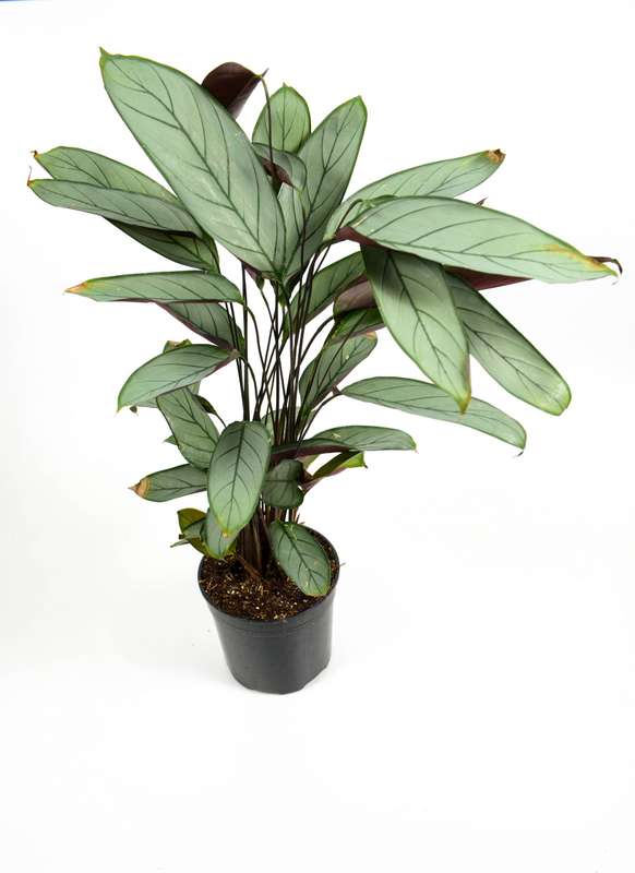Grey Star Prayer Plant (Ctenanthe Setosa)