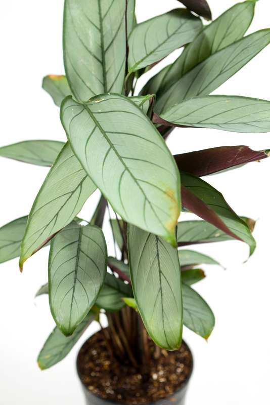 Grey Star Prayer Plant (Ctenanthe Setosa)