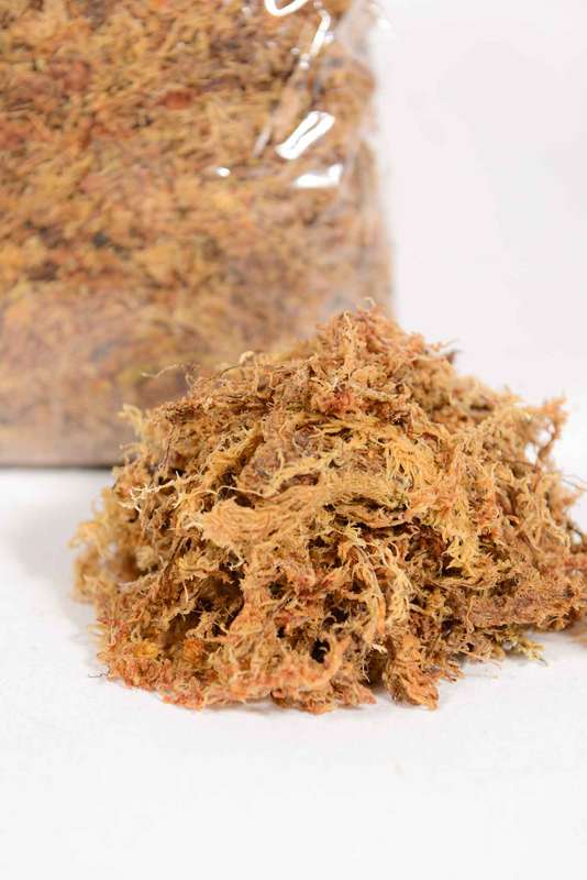 Sphagnum Moss