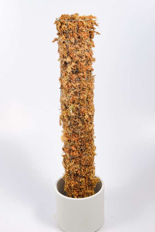 Moss Pole