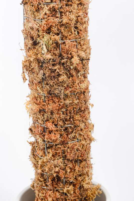 Moss Pole