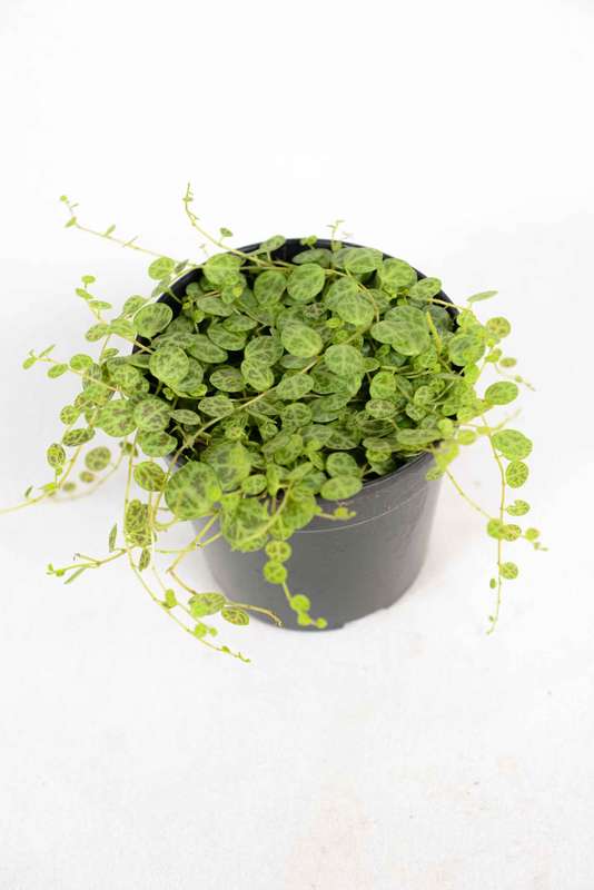 String of Turtles 12cm