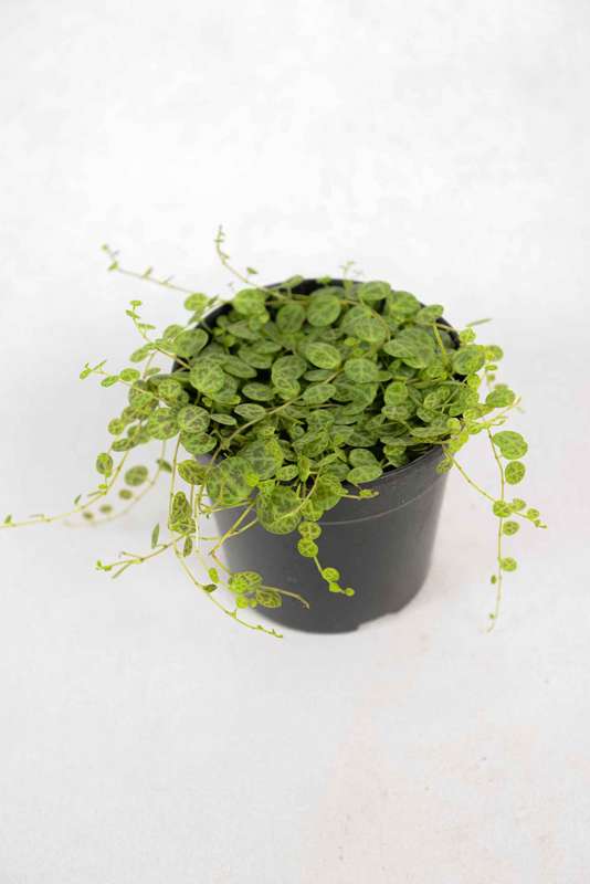 String of Turtles 12cm
