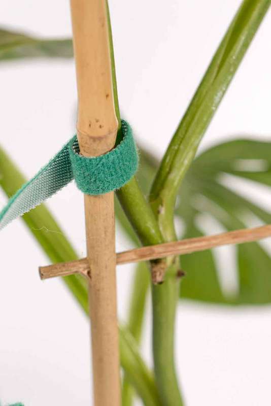 Velcro plant ties