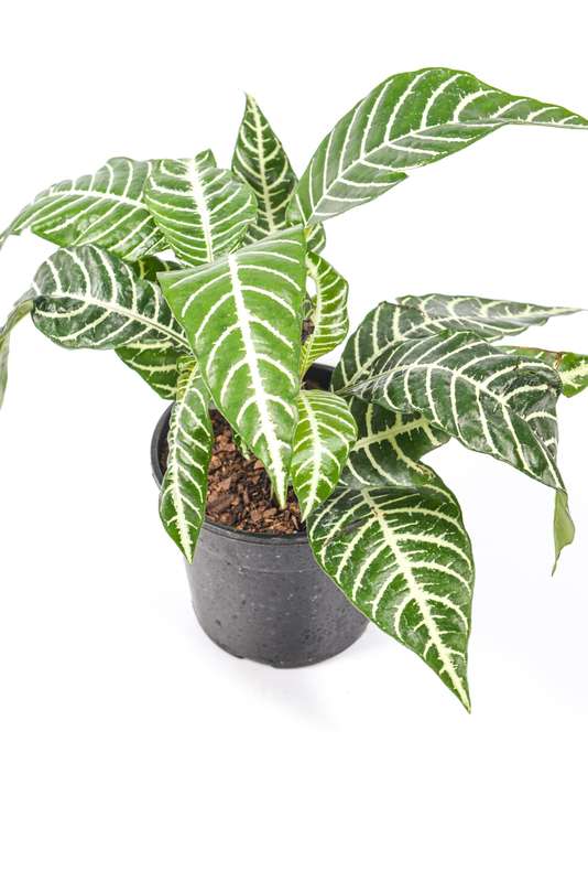 Aphelandra squarrosa