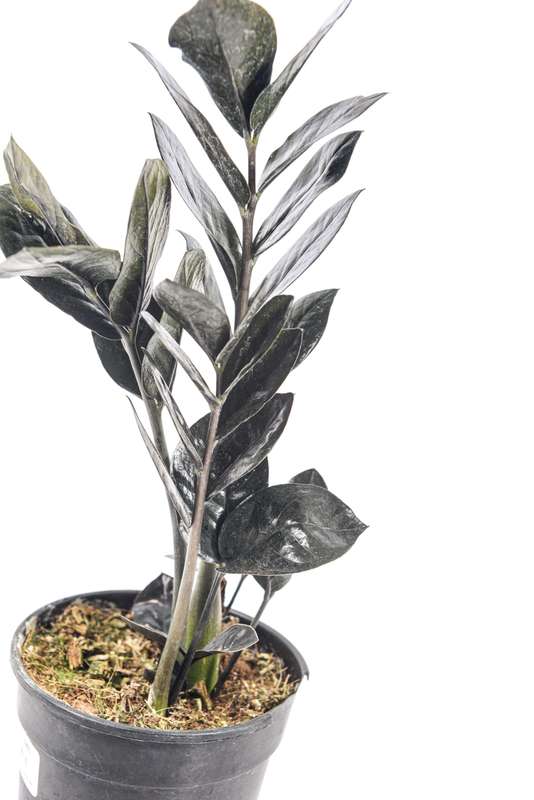 Zamioculcas Raven